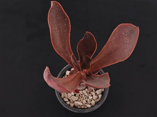 E. fimbriata - Imagen 2