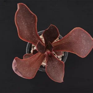 E. fimbriata