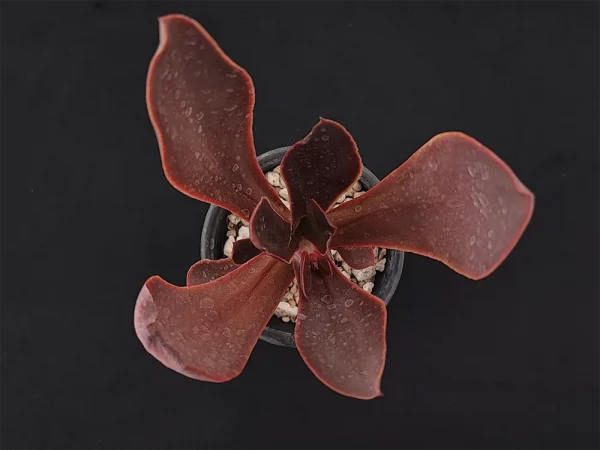 E. fimbriata