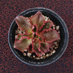 E. aff. fulgens