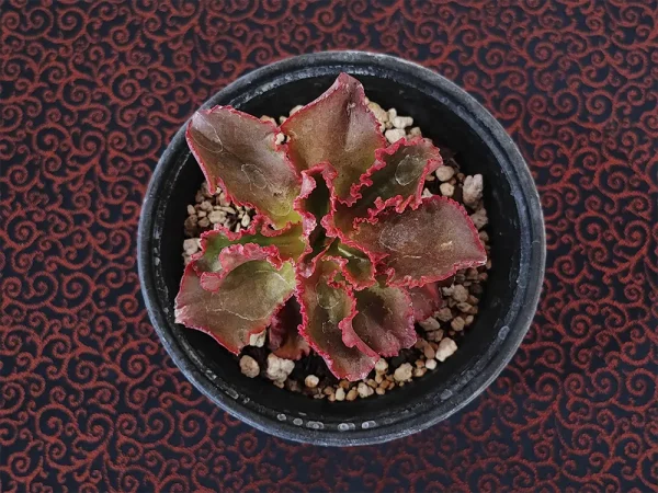 E. aff. fulgens