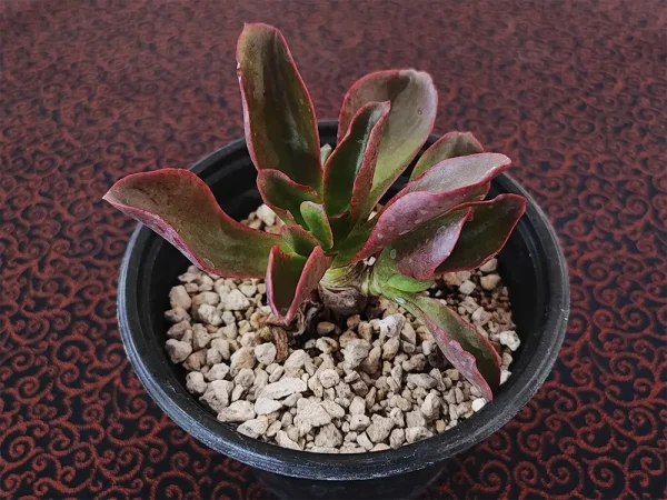 E. fulgens var. flugens - Imagen 2