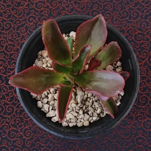 E. fulgens var. flugens