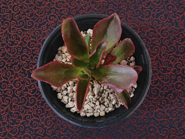 E. fulgens var. flugens