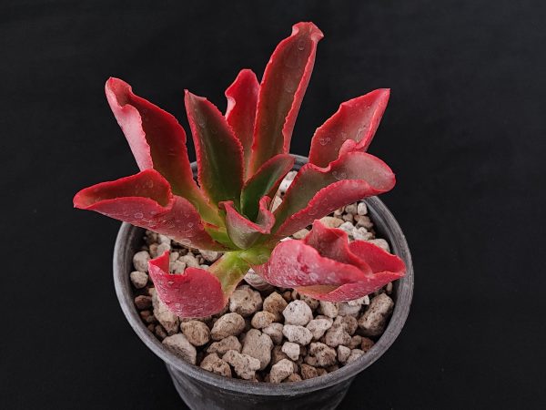 E. fulgens var obtusifolia - Imagen 2