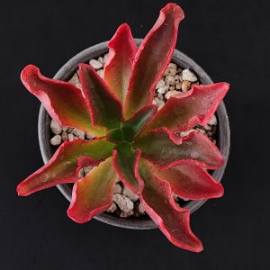 E. fulgens var obtusifolia