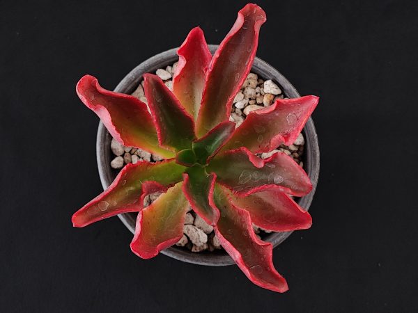 E. fulgens var obtusifolia