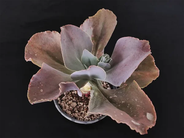 E. gibbiflora - Imagen 2