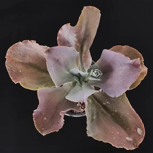 E. gibbiflora