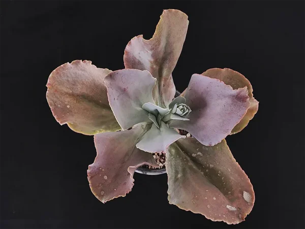 E. gibbiflora