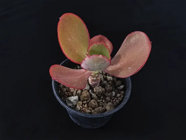 E. aff gigantea - Imagen 2