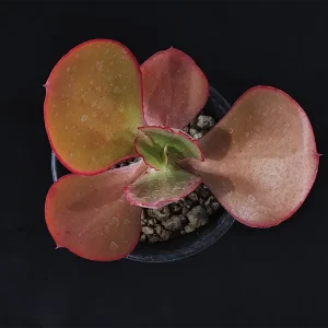 E. aff gigantea