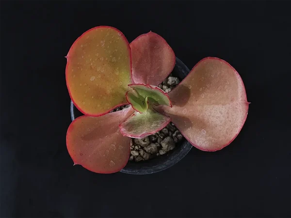 E. aff gigantea