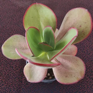 E. gigantea