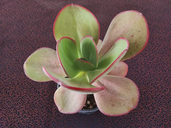 E. gigantea