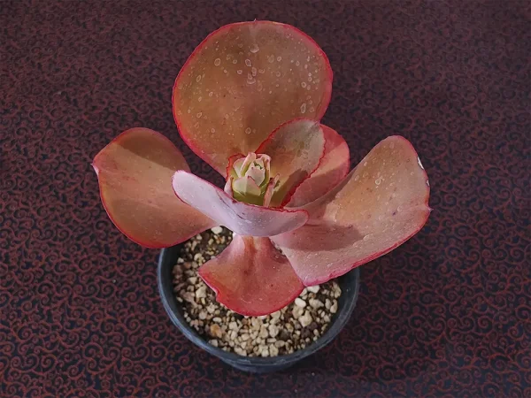 E._gigantita San Luis - Imagen 2