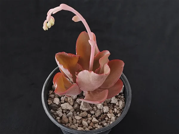 E. gigantita - Imagen 2