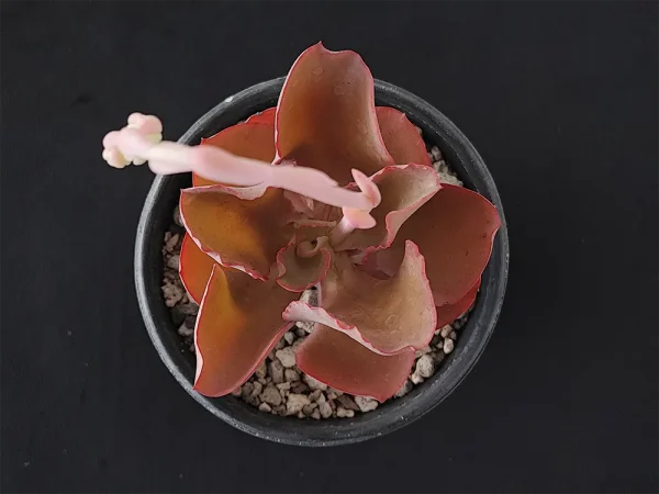 E. gigantita
