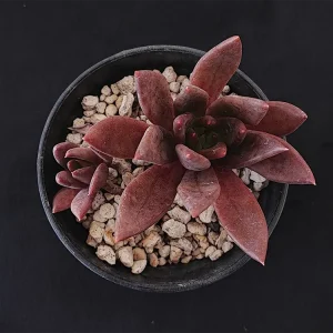 E. affinis Chihuahua
