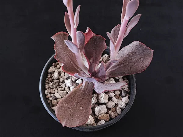 E. gigantita morada - Imagen 2