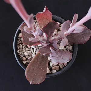 E. gigantita morada