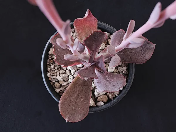 E. gigantita morada