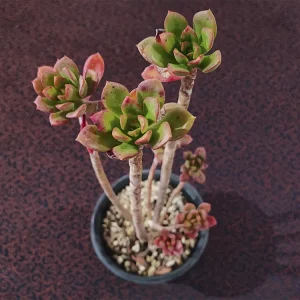 E. aff. globuliflora