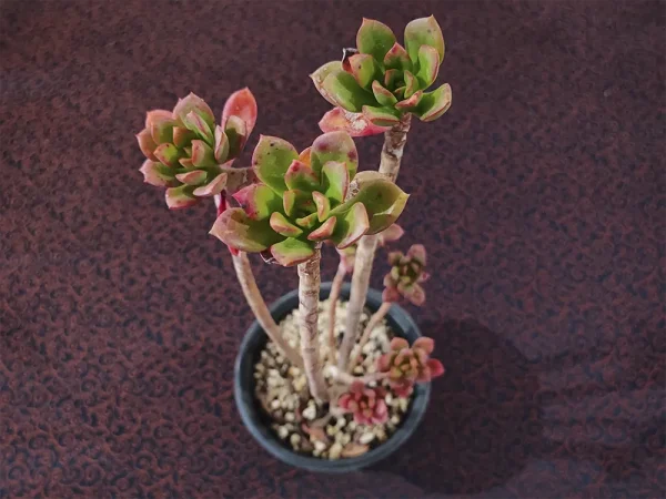 E. aff. globuliflora