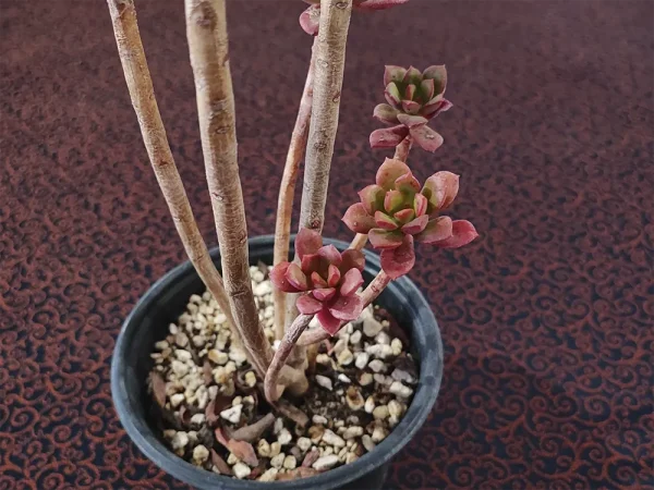 E. aff. globuliflora - Imagen 2