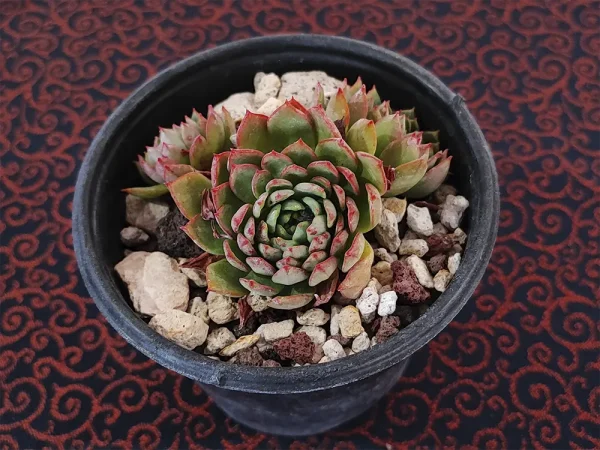E. globulosa - Imagen 2