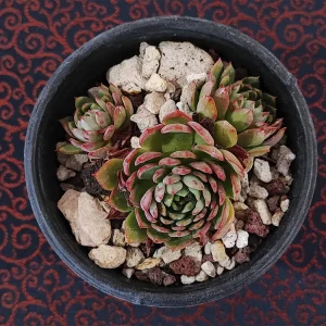 E. globulosa
