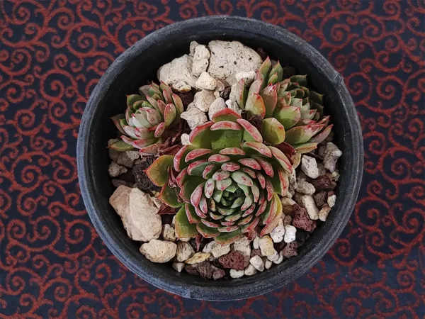 E. globulosa
