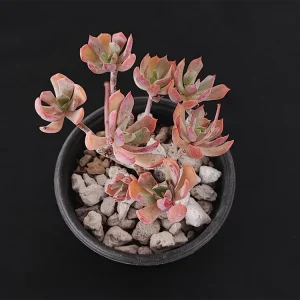 E. gracilis