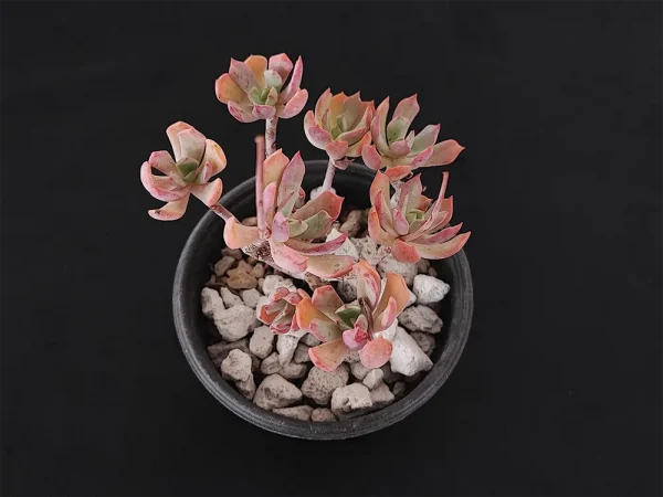 E. gracilis