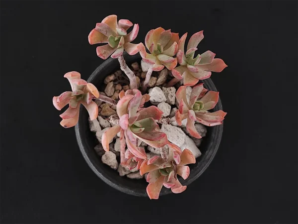 E. gracilis - Imagen 2