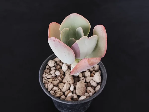 E. grisea - Imagen 2