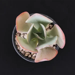 E. grisea