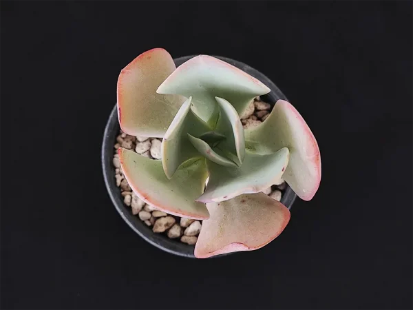 E. grisea