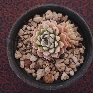 E. halbingeri