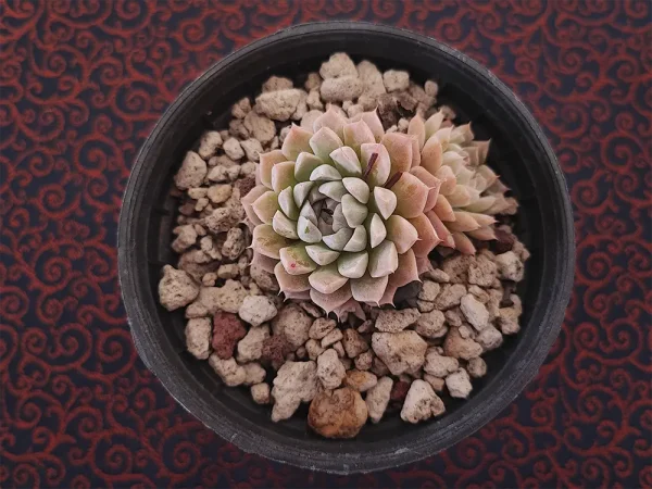 E. halbingeri