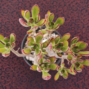 E. harmsii