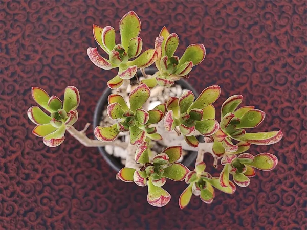 E. harmsii