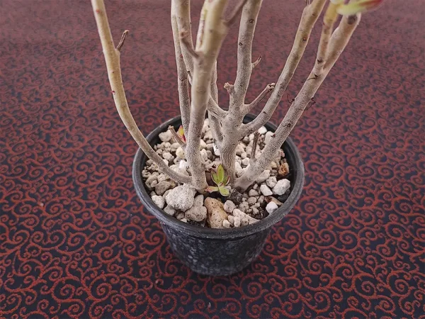 E. harmsii - Imagen 2