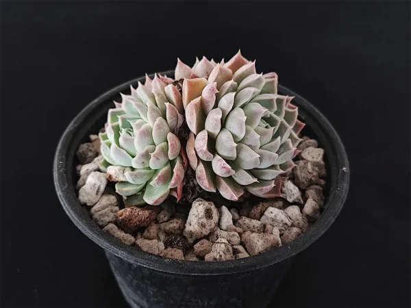 E. hyalina - Imagen 2