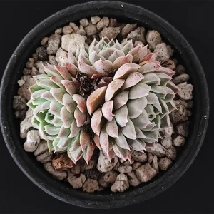 E. hyalina