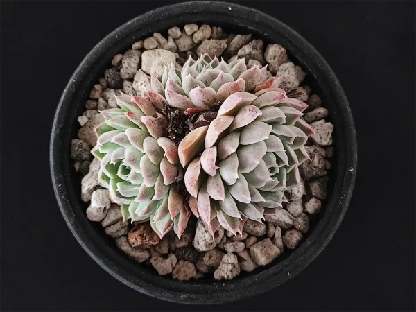 E. hyalina