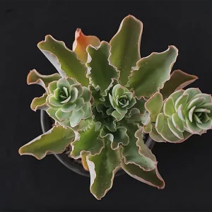 E. juarezensis