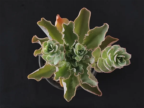 E. juarezensis