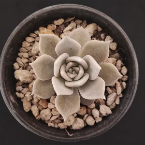 E. juliana
