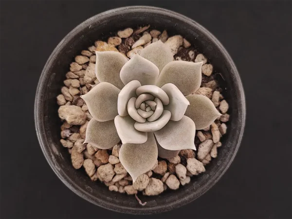 E. juliana